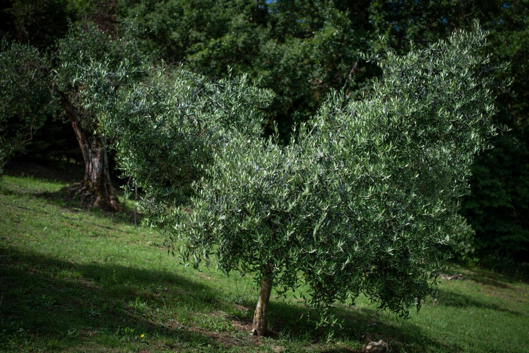 Poggio Paradiso Resort & Spa Montefollonico المظهر الخارجي الصورة
